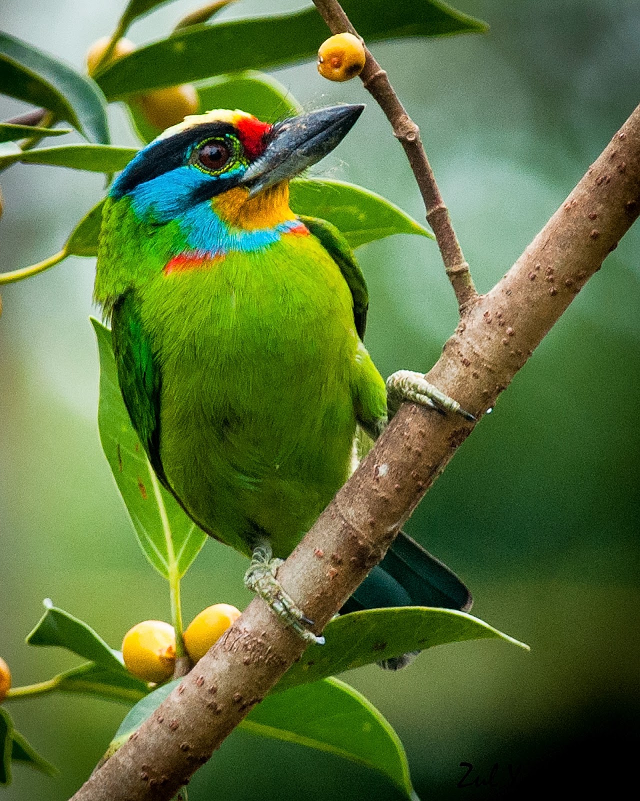 black browed barbet 1