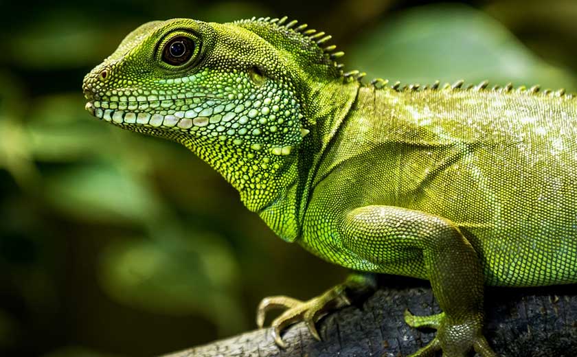 buy a chinese water dragon exotic pet