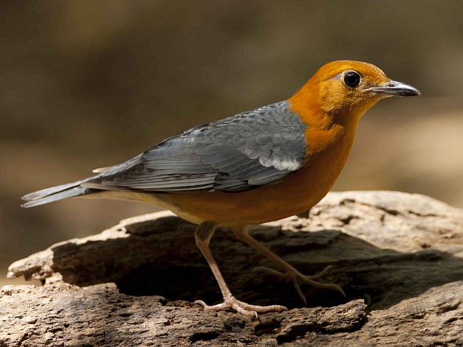 orangeheaded thrush copy2