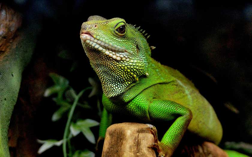 select ready breeding chinese water dragons