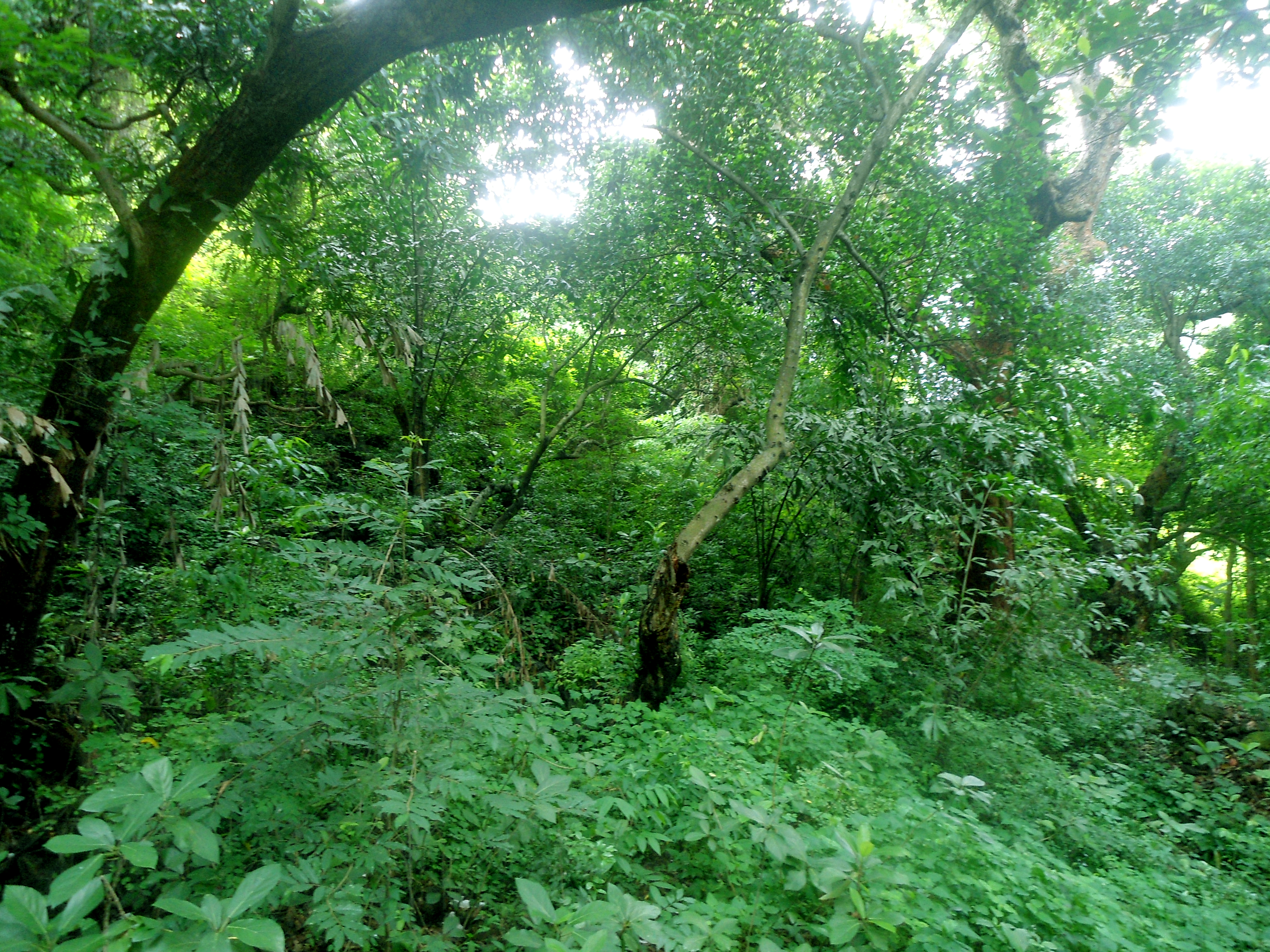 Dry Evergreen Forests during Monsoon at Madhavadhara