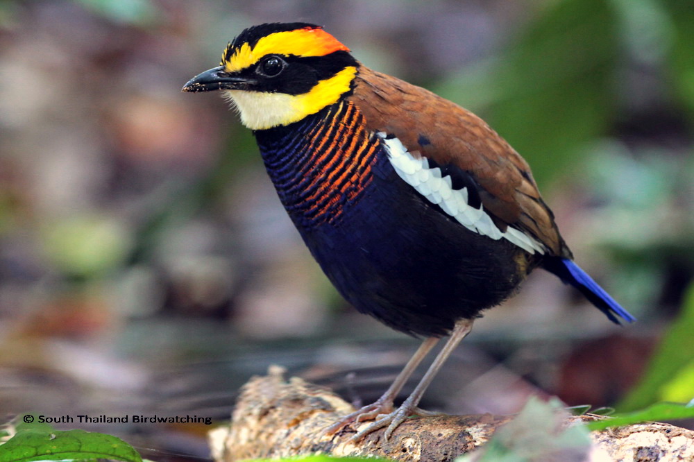 Banded Pitta M