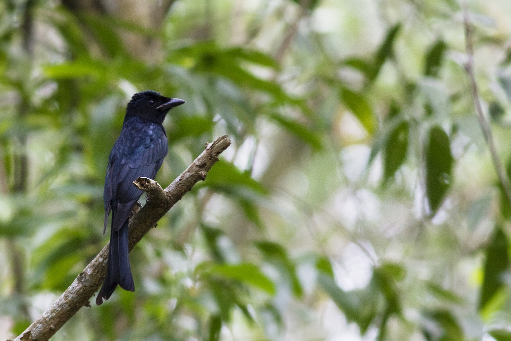 Crov billed drongo