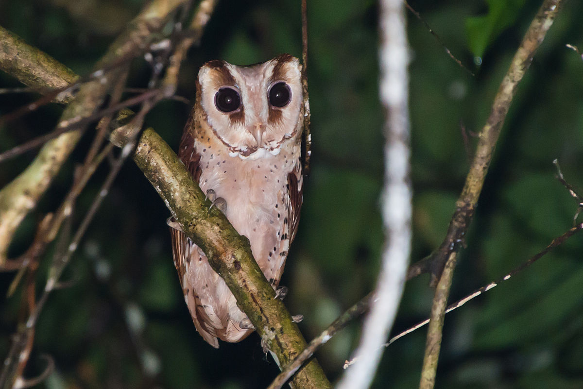 Oriental bay owl, Phodilus badius Khao Yai National Park
