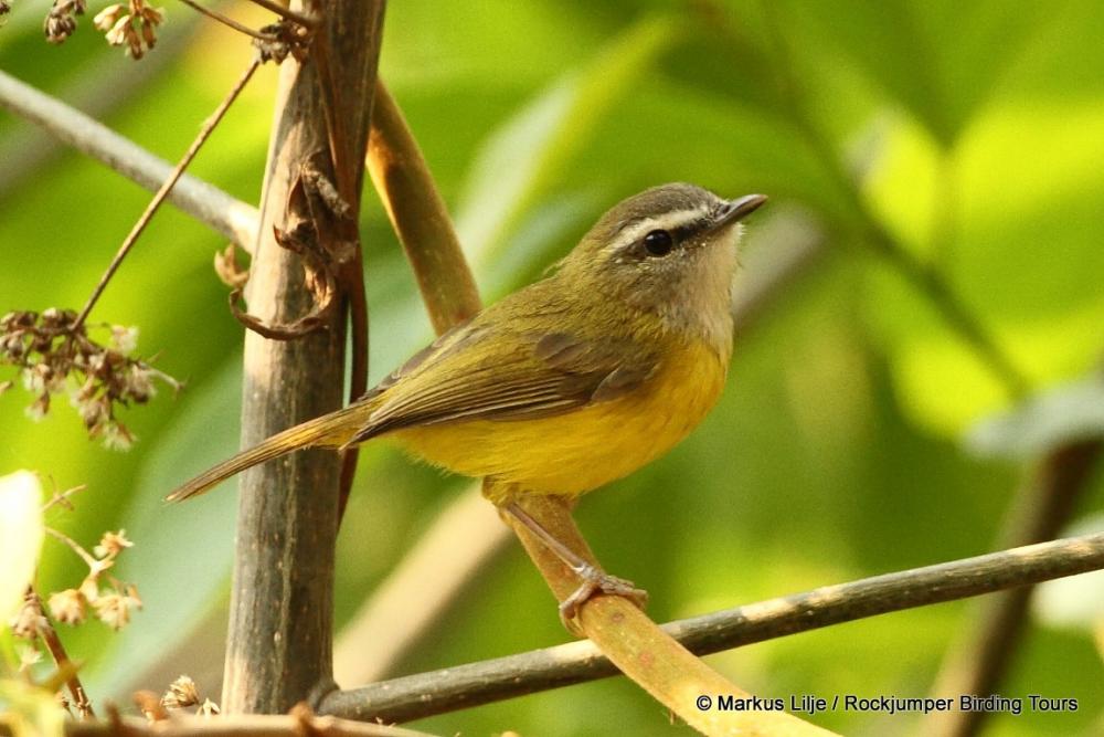 Yellow  bellied warbler