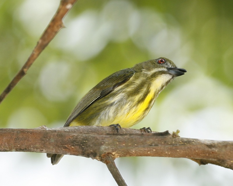 Yellow breasted Flowerpecker