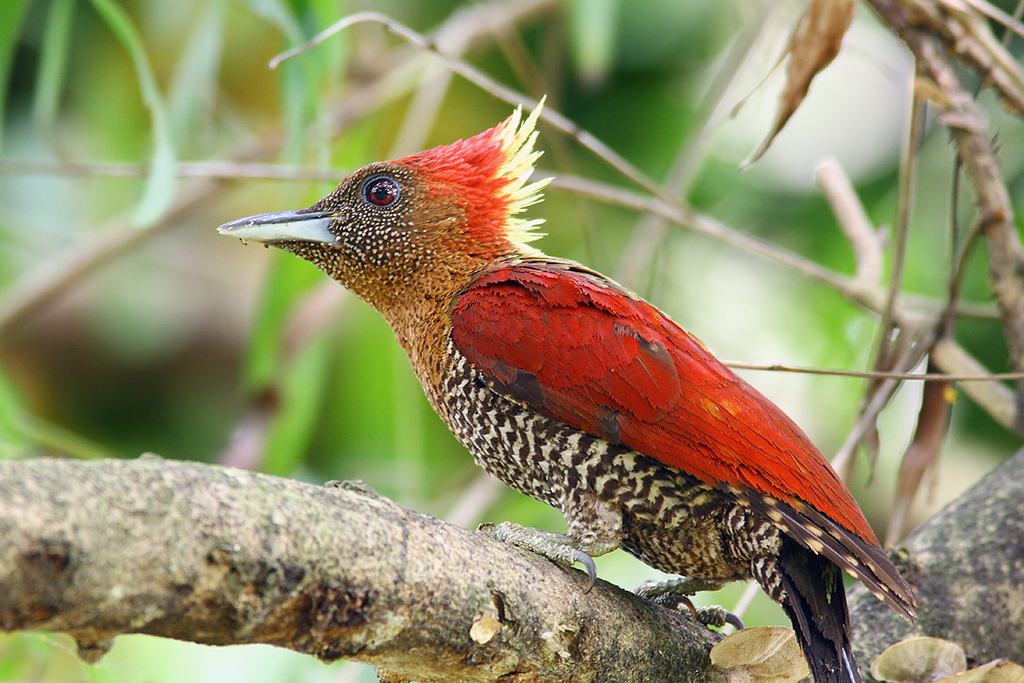 banded woodpesker