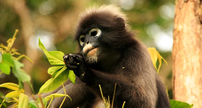 dusky leaf monkey eating leaves in tree 820x438