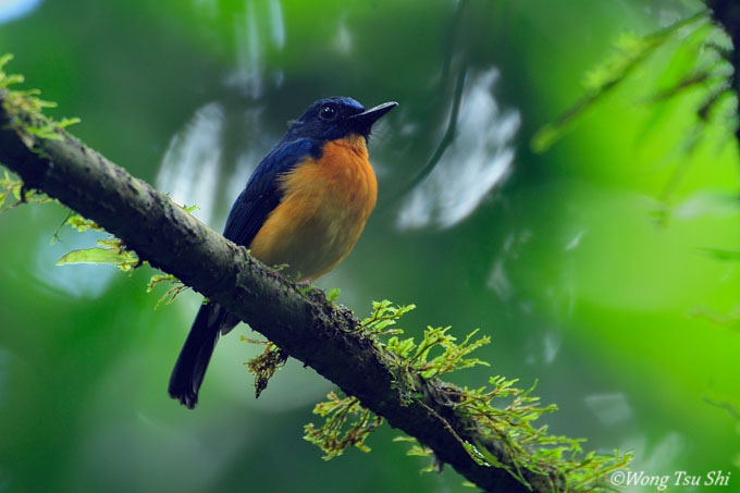 large billed blue flycatcher2