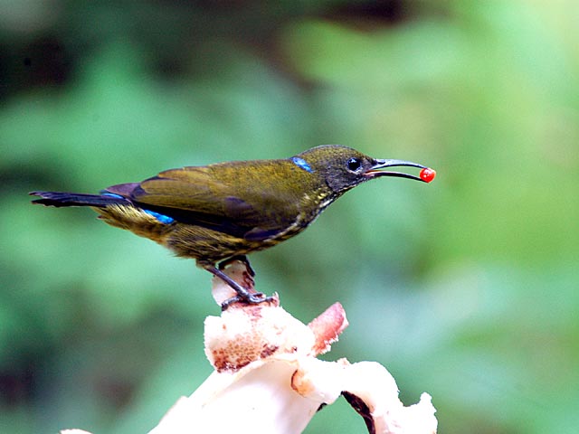 purple naped sunbird5