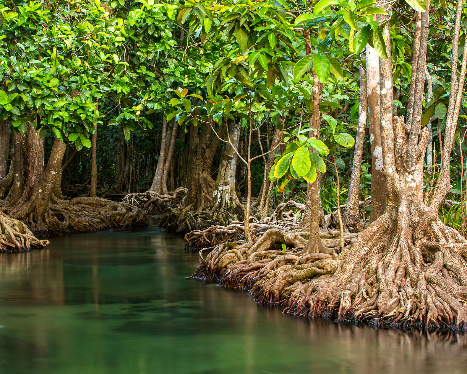 florida mangroves razed for boat show