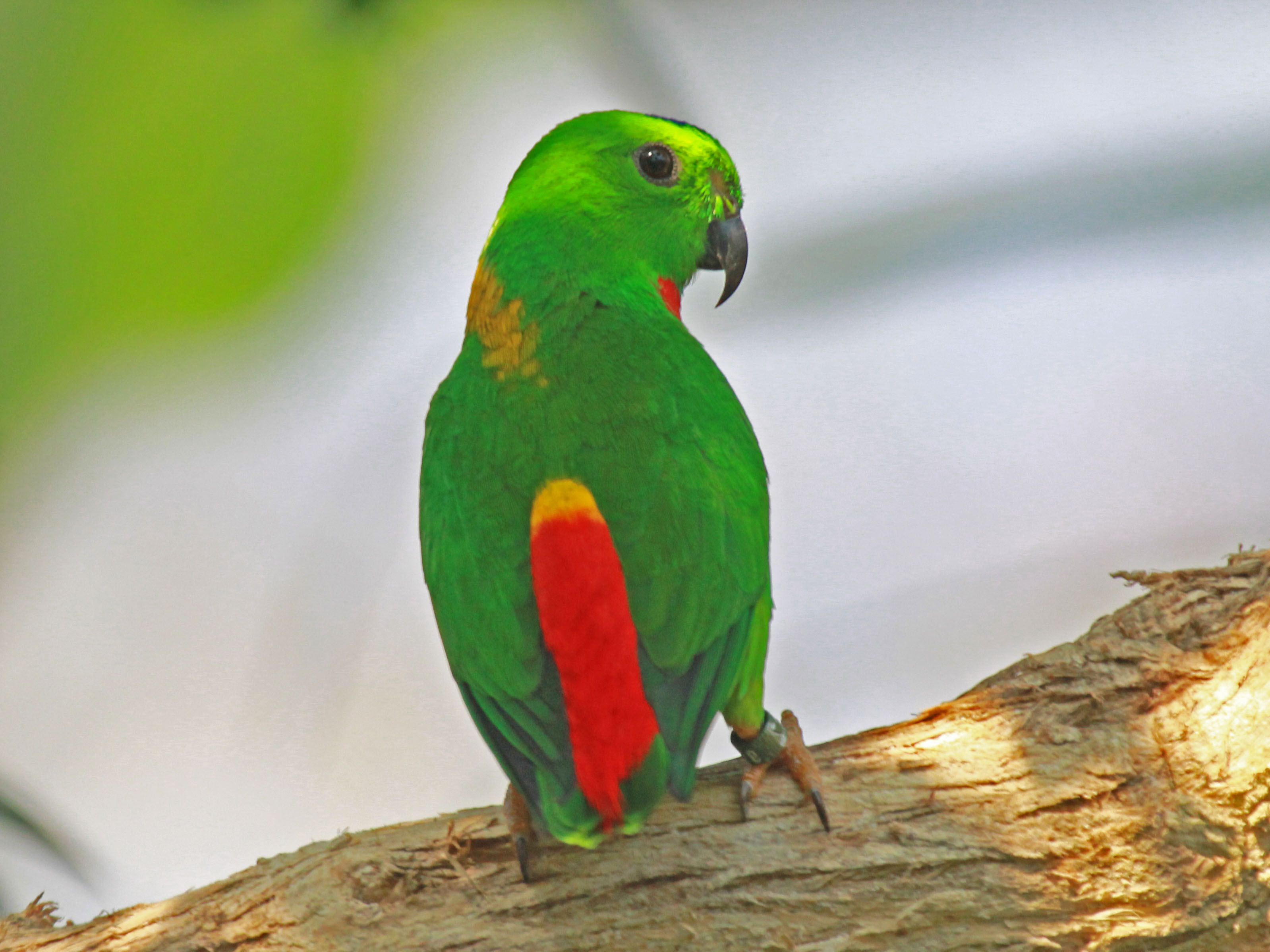 Blue crowned Hanging Parrot 