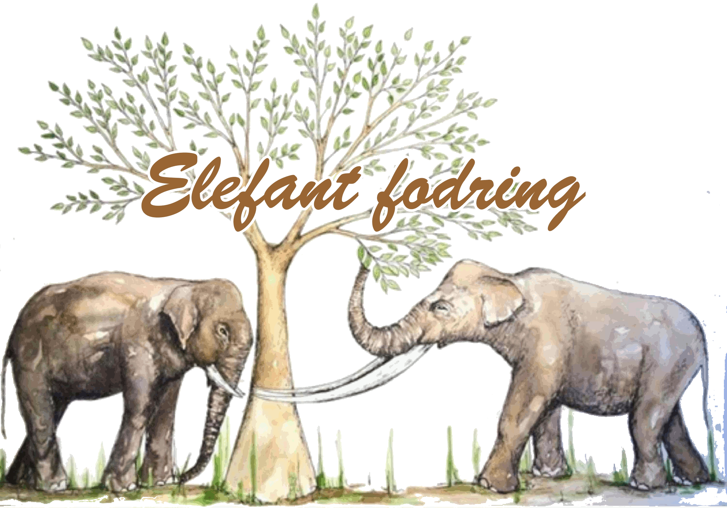 fodring elefant1