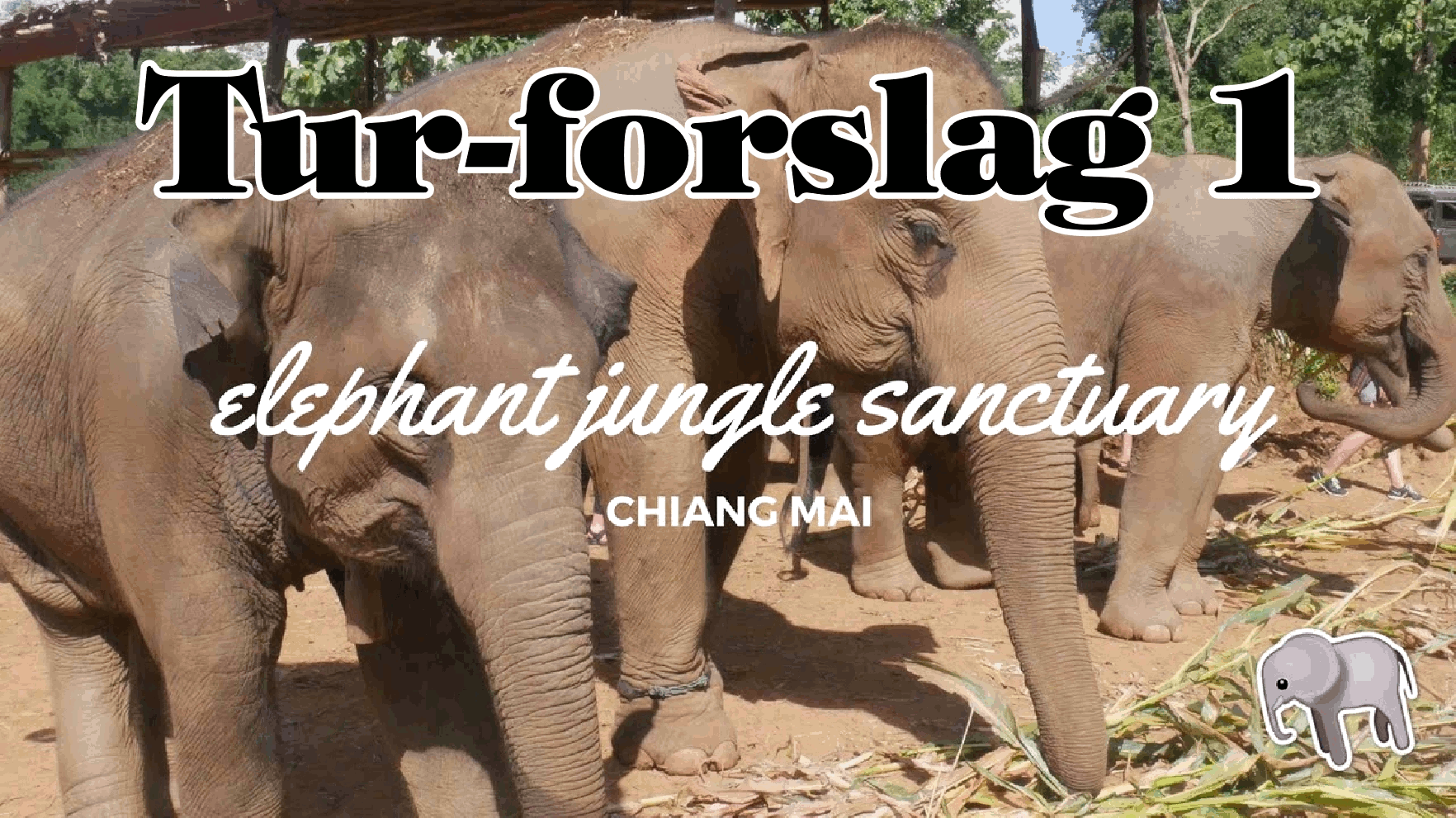 Elephant Chiang mai2