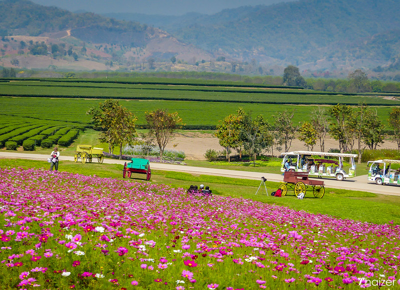 Singha Park Chiang Rai 14 L