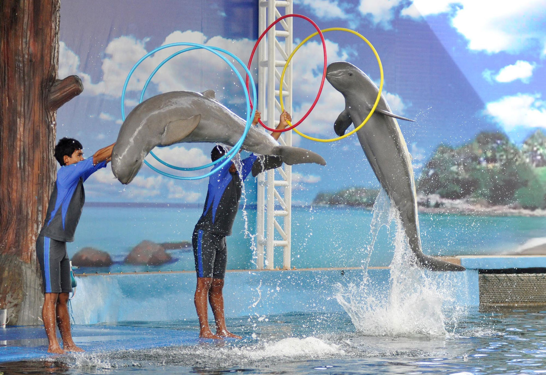 Pattaya Dolphin World2