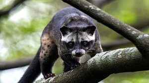 Asian Palm Civet