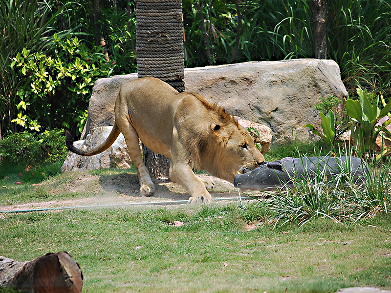 Khao Kheow Open Zoo