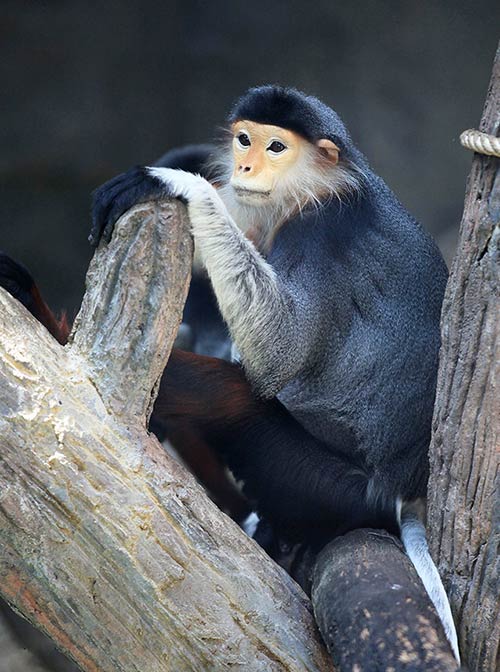 khao kheow open zoo monkey