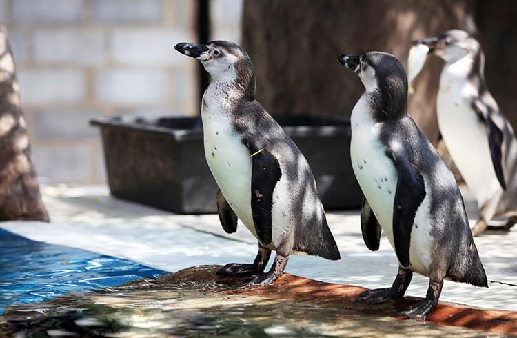 khao kheow open zoo penguins l