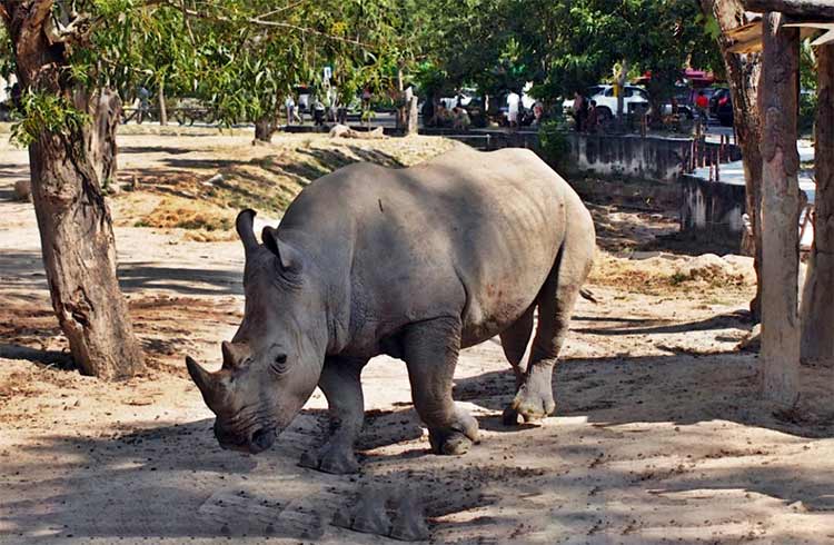 khao kheow open zoo rhino l