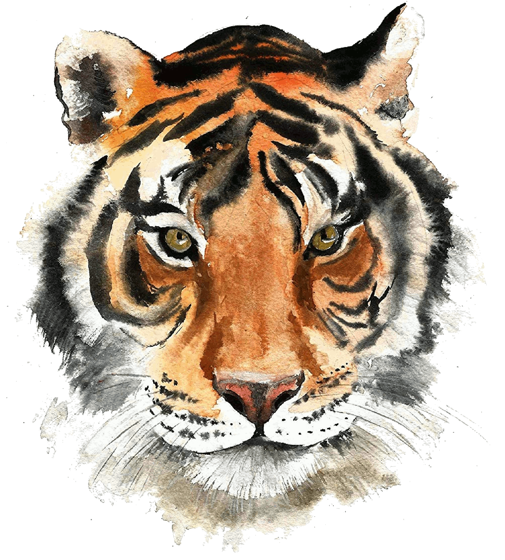 tiger4