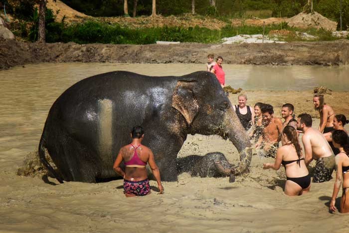 elephant phuket 1