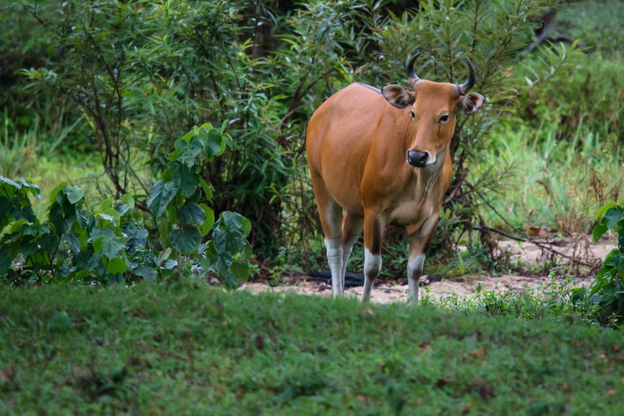 Oplevelser ved Mae Hong Son