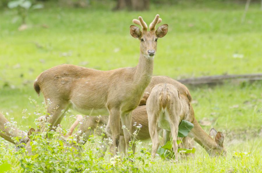 Oplevelser ved Mae Hong Son